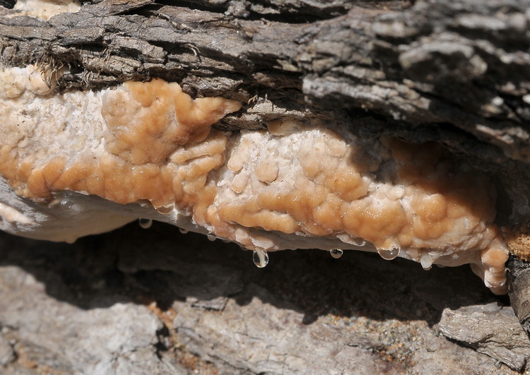 Aphyllophorales corso